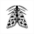 Vector line drawing. moth. simple drawing of a butterfly isolated on a white background. black and white graphics. symbol of mysti